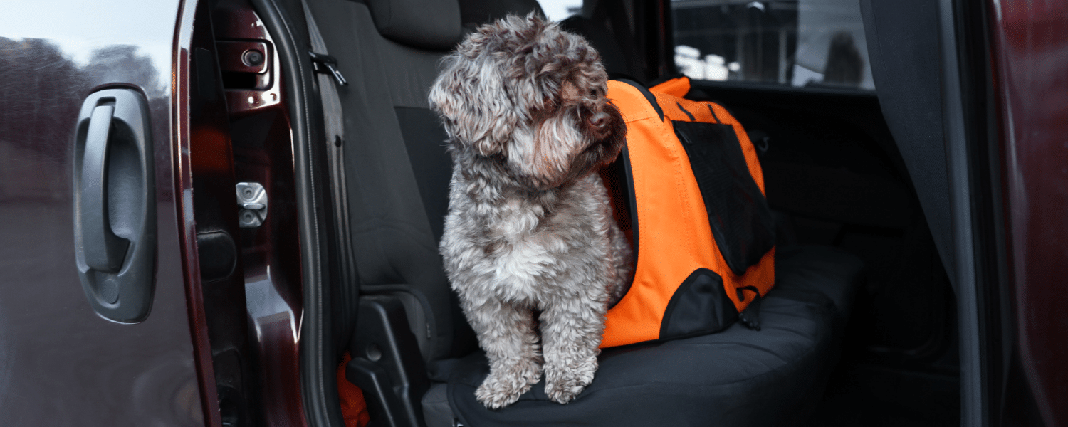 The Laws on Driving with a Dog in Your Vehicle